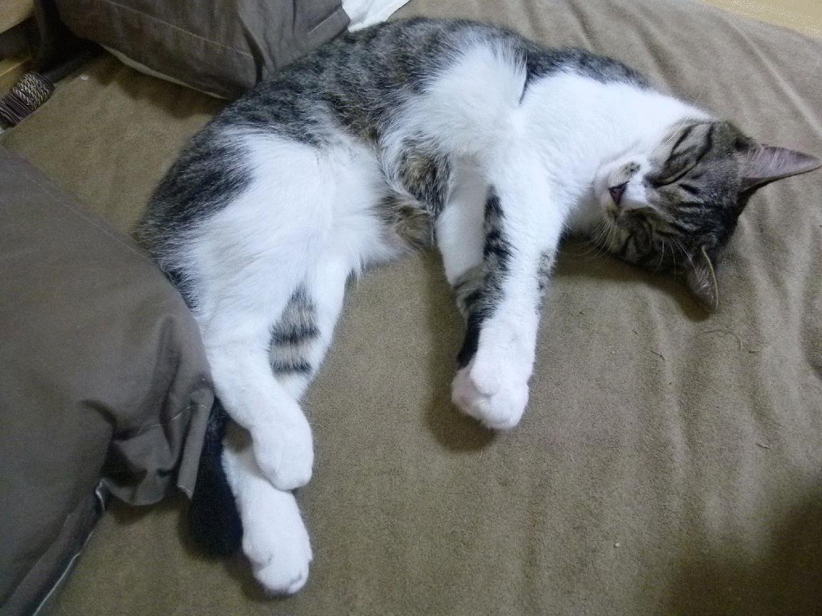 NBA全明星赛前瞻：东西部队伍实力对比，nba全明星东西部各多少人