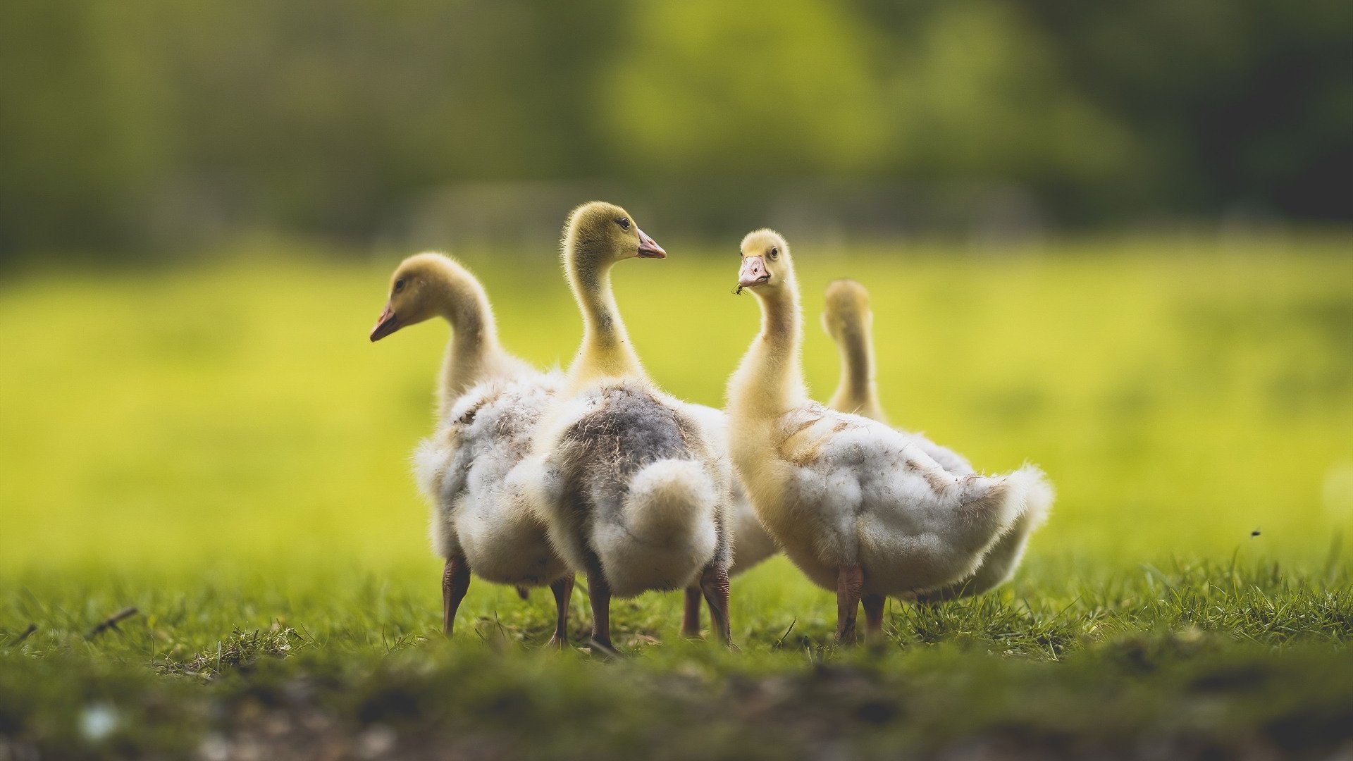 切尔西客场大胜，逆袭击败对手，继续保持领跑，切尔西 客场