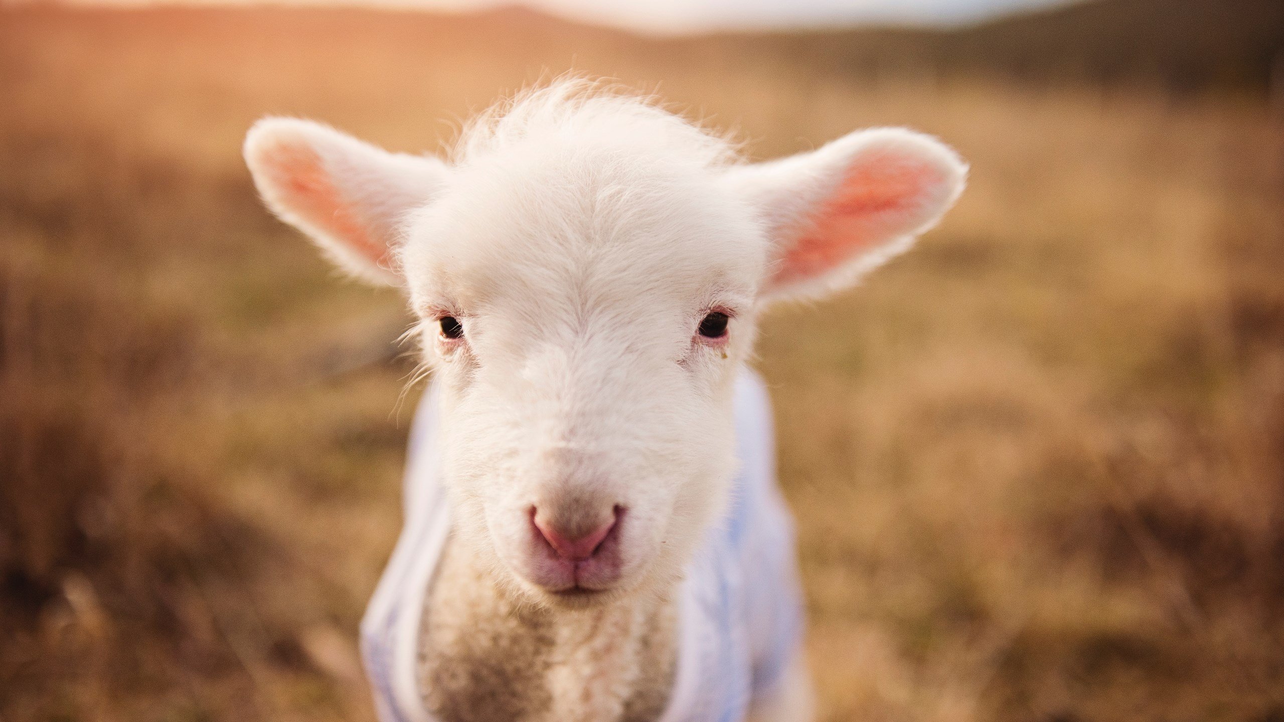女足比赛中,中国队员赵某连入两球,中国女子足球队问责
