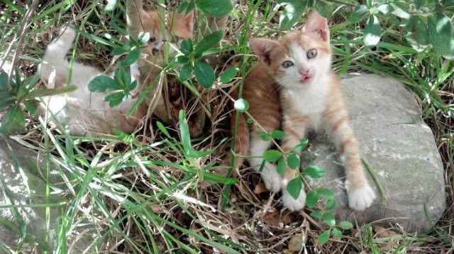 九游网游官网-格林斯比进攻高效，鱼港军团盼稳定发挥，格林湾号船坞运输舰