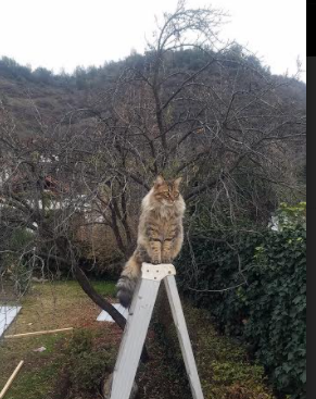 火箭队连胜!詹姆斯哈登表现出色!,火箭对勇士哈登绝杀