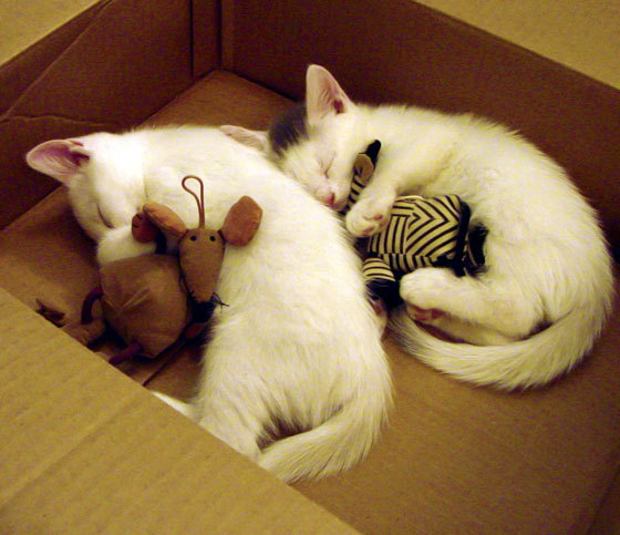 葡萄牙男足在预选赛中被淘汰