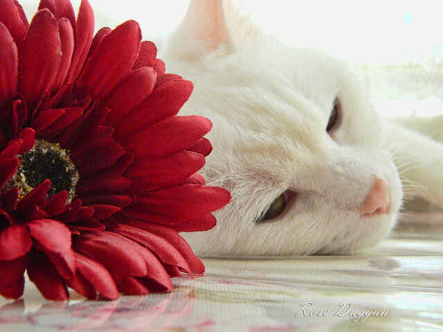 都灵遭受惨痛失利，劲敌斩获胜利迅速超越，都灵ds