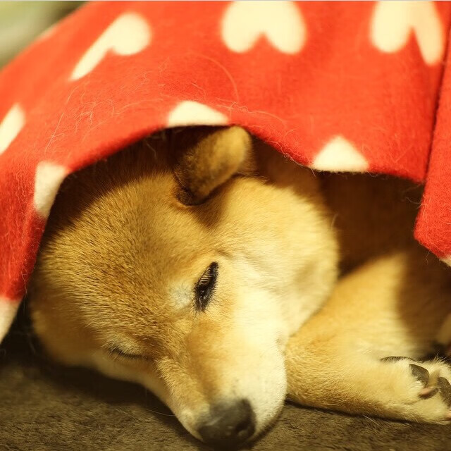 里尔客场逆转蒙彼利埃，取得胜利，里尔vs蒙彼利埃谁赢了