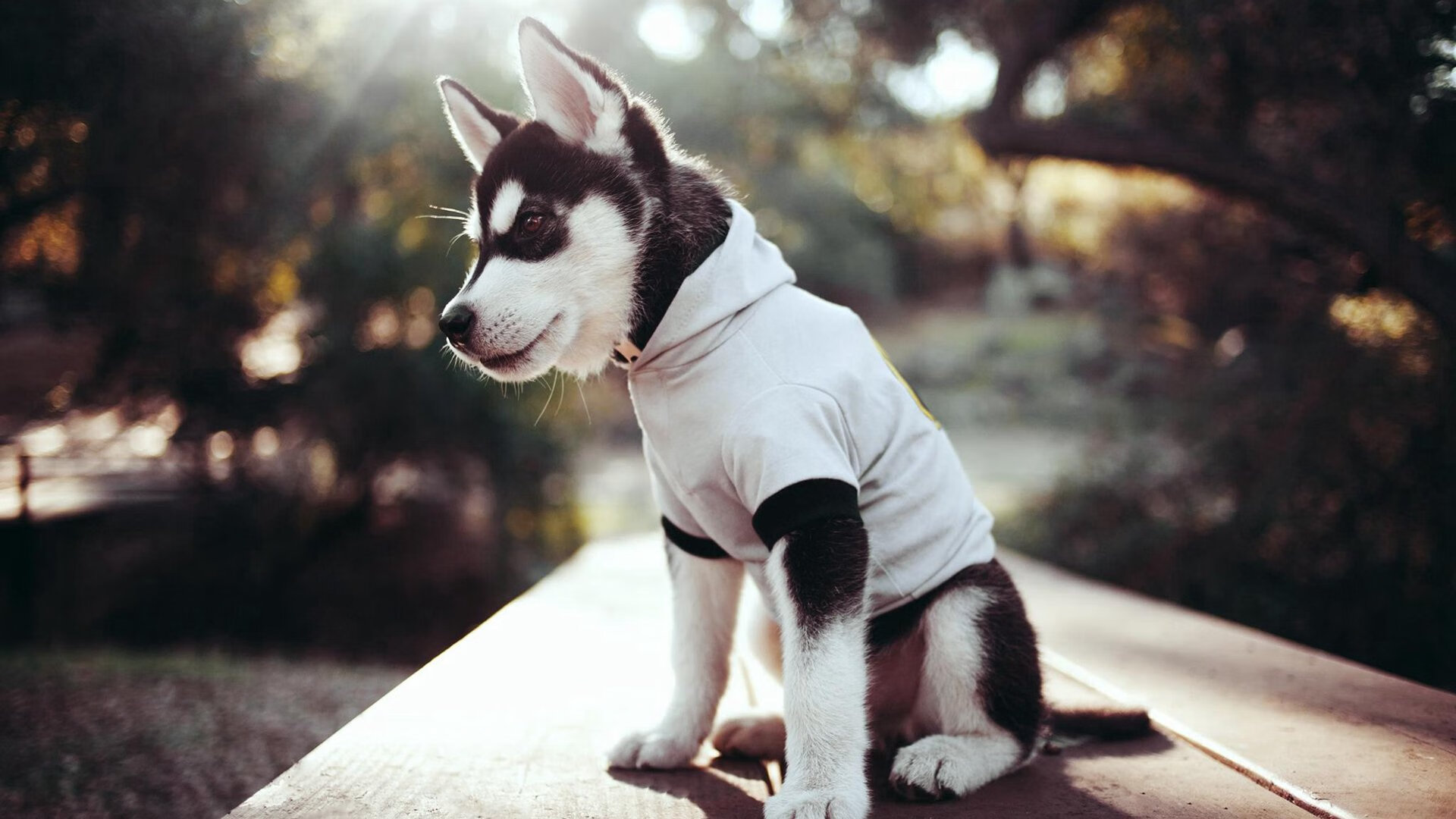 九游app下载中心-中国女篮完善阵容结构 多点得分格局初成，中国女篮队队员名单照片