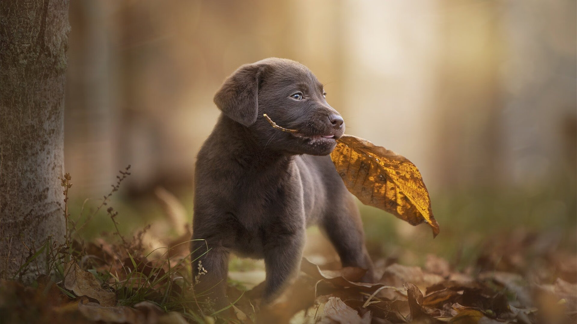 九游登录中心-中场长传覆盖率是否提升整体反击执行速率，中场传球成功率