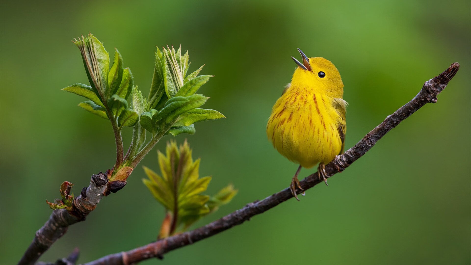 主教练是否应通过节奏调整改变轮换节奏,主教练挑战有什么规定