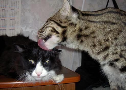 南非男篮在非洲锦标赛中超水平提升,期待奥运佳绩,非洲男篮锦标赛决赛