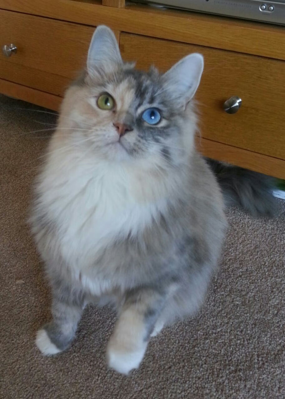 卢森堡男篮在欧洲预赛中爆出冷门，迈向国际舞台