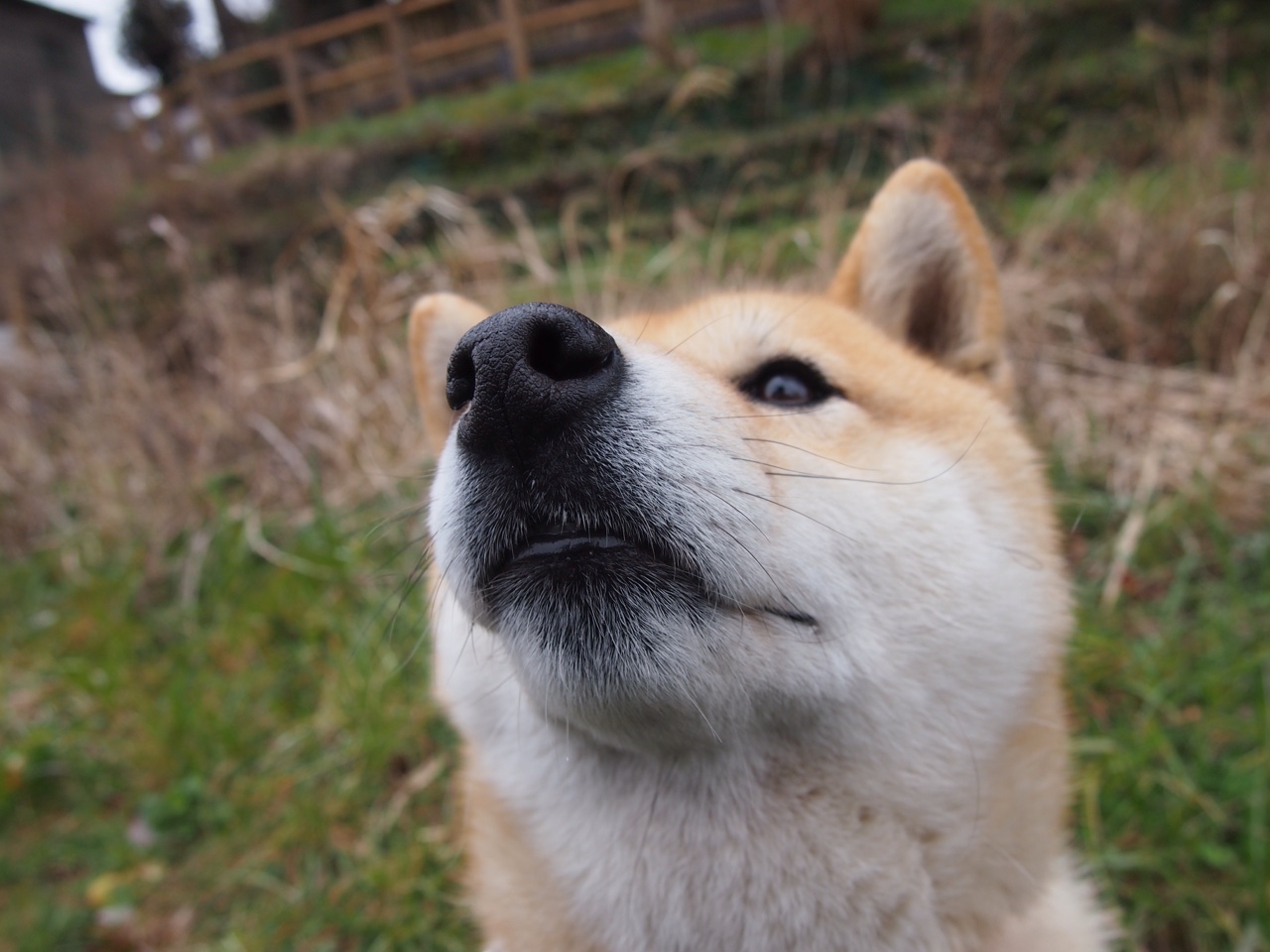 国王助教专注教学逐帧分析对手进攻套路,国王计划