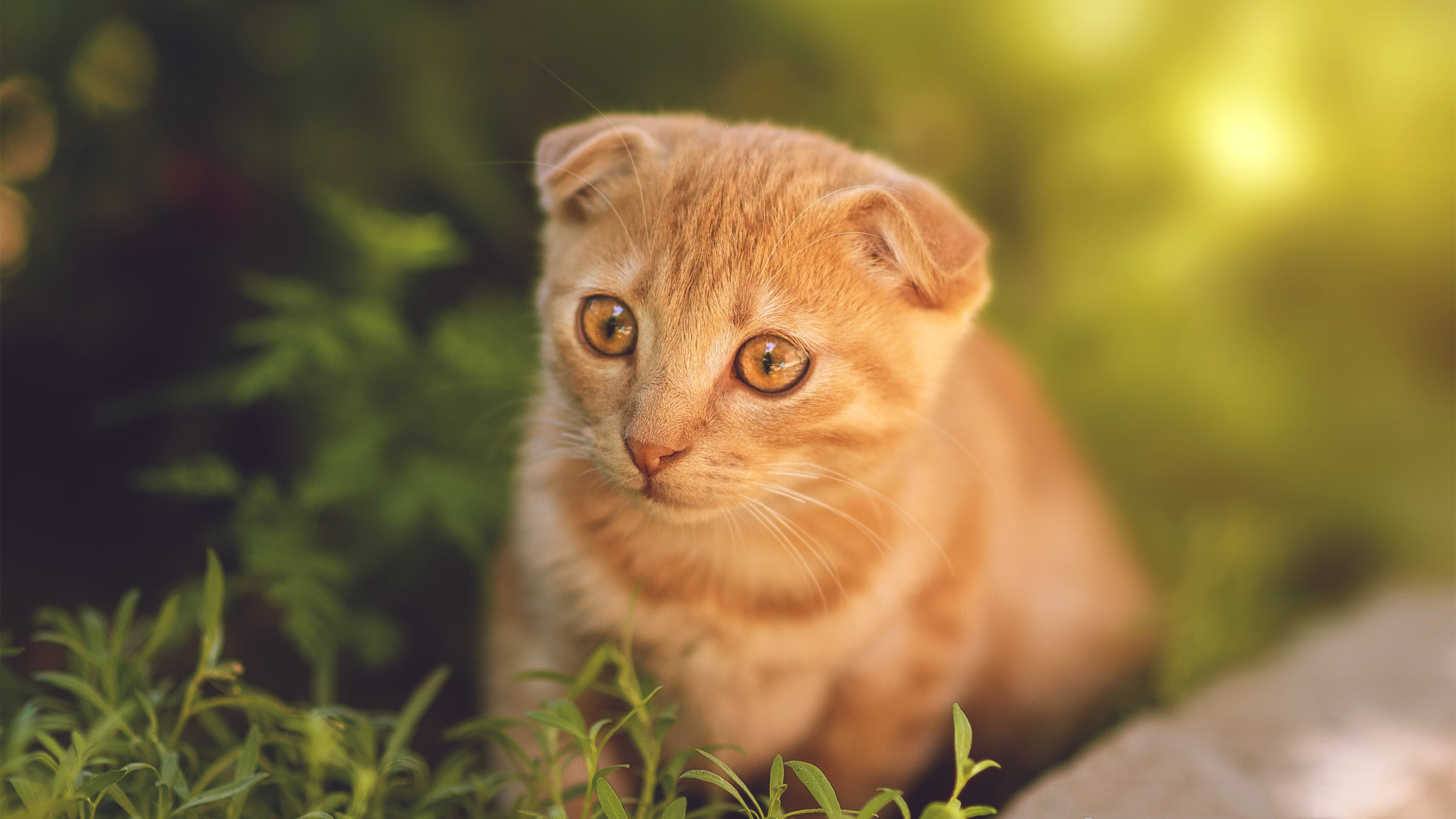 德甲快节奏:攻防转换展现极限实力,德甲速度排名