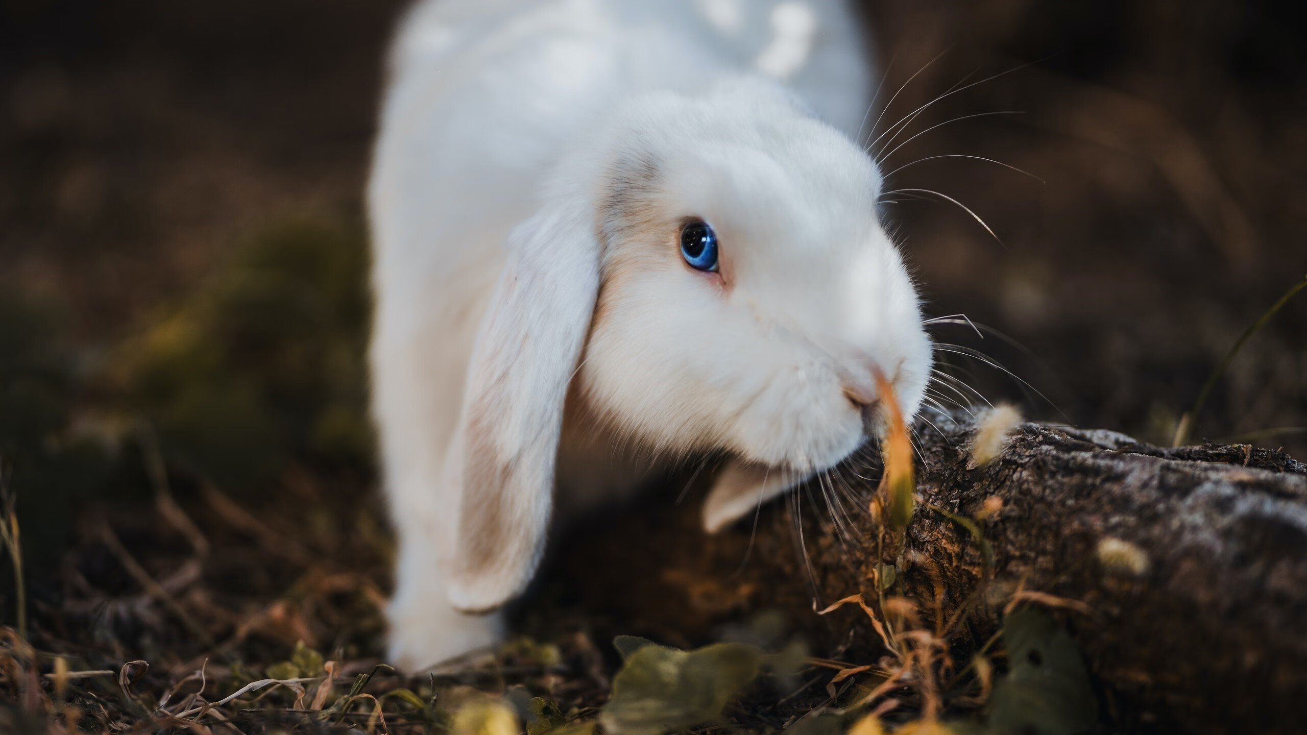 九游娱乐APP-意甲个人秀：突破、防守、进球，精彩无限！，意甲球员进球排名