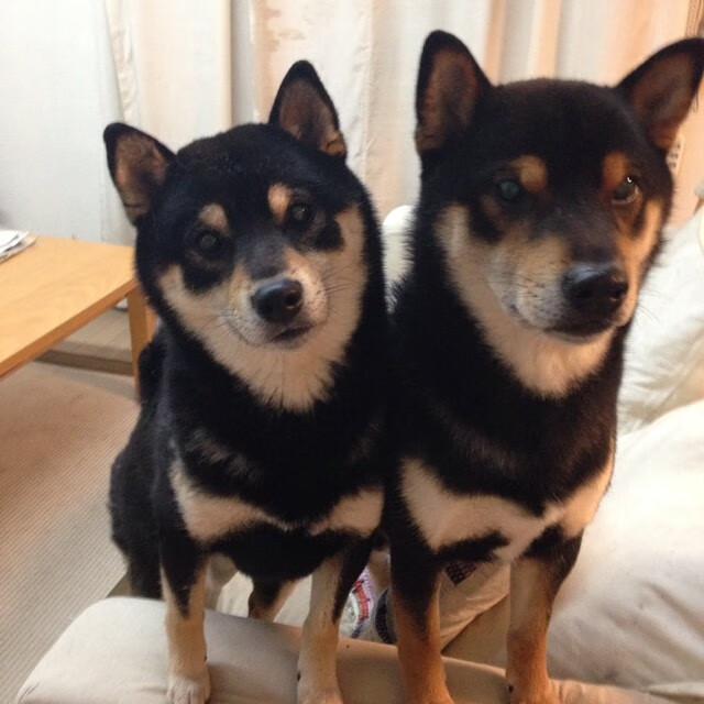 Jiu You-林丹鼓励年轻人坚持体育梦想，林丹说的励志的话