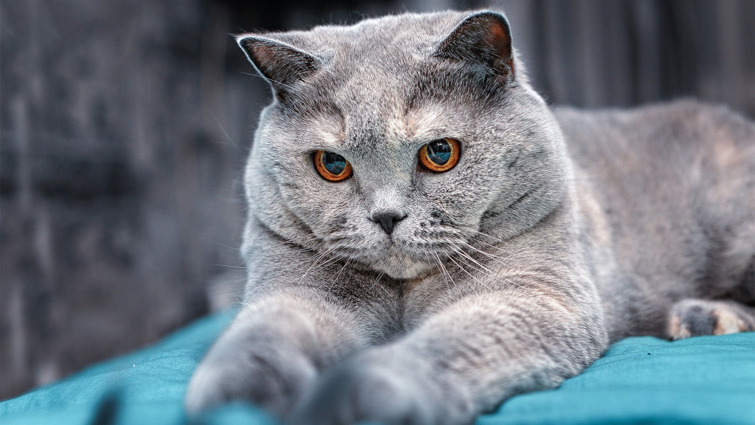 九游娱乐-比利时男篮在欧洲预赛中坚持到底，冲击未来奥运荣耀，比利时男子篮球队