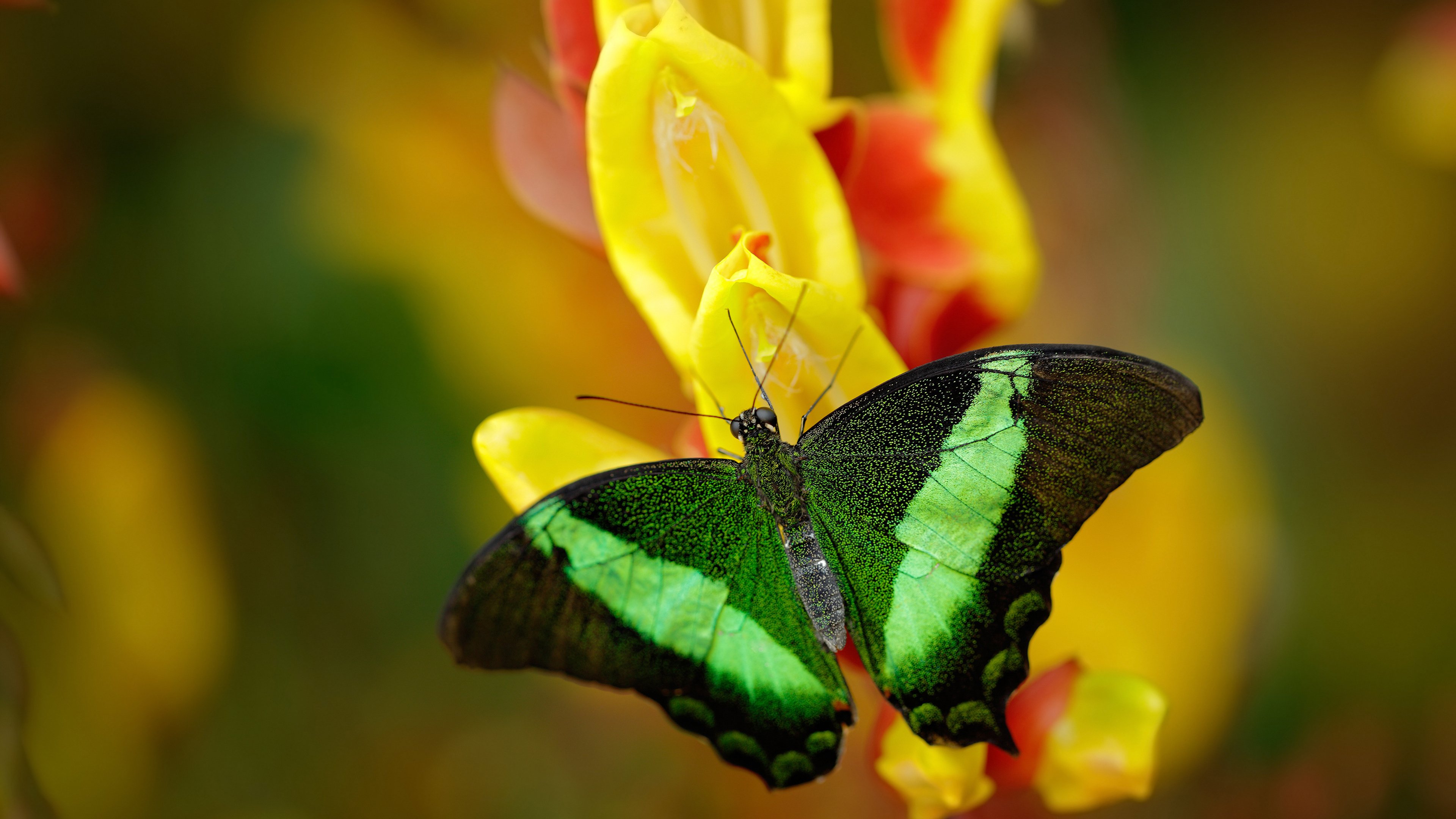 JiuyouAPP下载-美洲杯明星大比拼：技艺、拼搏、荣耀交相辉映，美洲杯著名球星