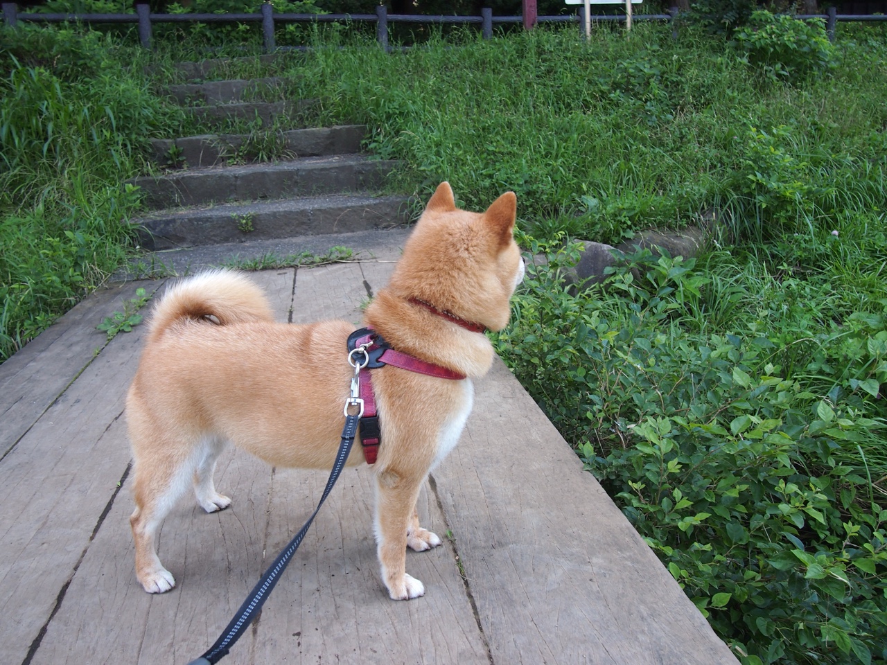 九游下载官网-跳水决赛韩国选手奋力冲刺，跳水韩国队